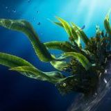 Морские водоросли: в чем секрет их силы?
