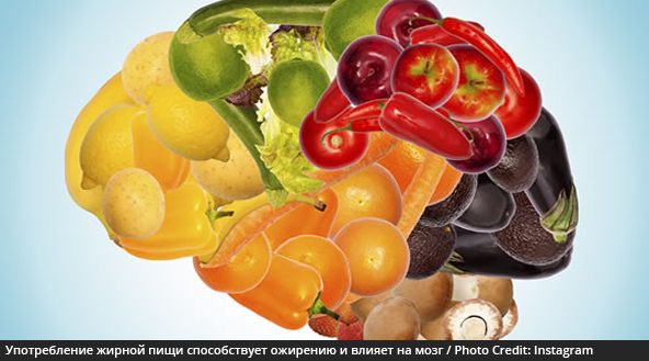 Как употребление жирной пищи влияет на мозг