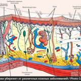 Защитный барьер кожи убережет от различных кожных заболеваний