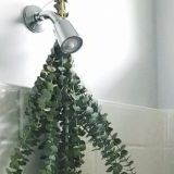 Новий тренд: користь евкаліпта в душовій кімнаті
