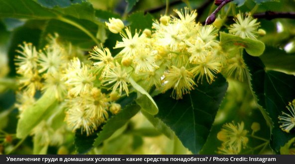 Увеличение груди в домашних условиях – какие средства понадобятся для шикарной груди?